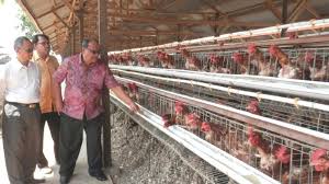 Info gambar ayam betina dari ayam siam jepang. Paa Dari Ayam Petelur Rp 170 Juta Serambi Indonesia