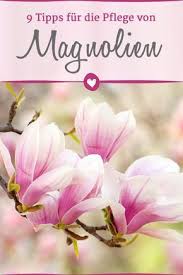 Magnolien Im Garten 9 Pflegetipps Fur Ihre Pflanzen Pflanzen Japanische Gartenpflanzen Baume Garten