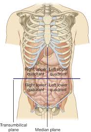 The abdominal vasculature consists of various arterial branches that all come from the. Anatomy Quadrants Anatomy Drawing Diagram