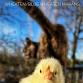 Wheaten Olive Egger Chicks Hatch event image