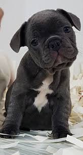 Satilik Fransiz Bulldog Yavrulari 796 Bulldog Yavru Kediler Kedi