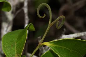 Image result for Strychnos lucens