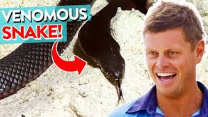 3 Legged Cow Needs Urgent Pedicure 🐮