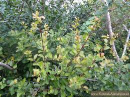 Image result for Scutia