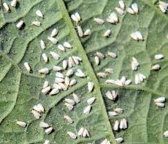 Kehadiran semut yang banyak pada pokok cili adalah disebabkan ia menghurungi aphid atau bena putih yang terdapat di bahagian bawah daun. Cegah Lalat Putih Dengan Menggunakan Bawang Putih Dan Cecair Pencuci Pinggan Impiana