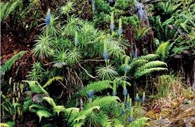 Image result for Lobelia livingstoniana