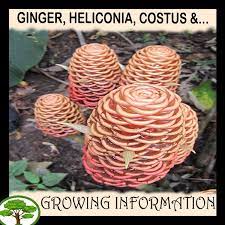 Ginger Heliconia Costus Ginger Plant Flower Ginger Flower Fragrant Plant