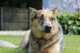 رد فعل الظل عجل Australian Cattle Dog Germany Induspubliccollege Org