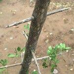 Image result for Rhigozum zambesiacum