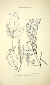 Image result for Uraria