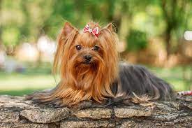 Nov 13, 2020 · there are affordable clippers marketed for general customers, but you'll find these won't be able to handle the challenge of a thick coat. Yorkshire Terrier Yorkie Dog Breed Information