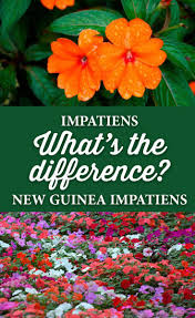 Second, new guinea impatiens tolerate more sun than traditional bedding impatiens. What Is The Difference Between Regular Impatiens And New Guinea Impatiens Crocker Nurseries
