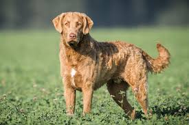 Image result for chesapeake bay retrívr