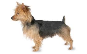 Check spelling or type a new query. Australian Terrier Dog Breed Information Pictures Characteristics Facts Dogtime