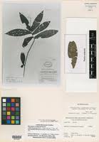 Image result for Ardisiandra sibthorpioides