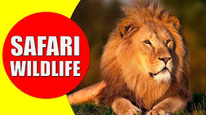 Dec 04, 2019 · the first animal on this african safari animals list is actually five. African Safari Wildlife Safari Visit For African Animals Documentary Youtube