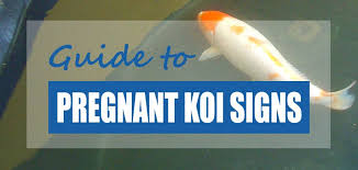 Feb 15, 2021 · for instance, koi angelfish grow to be just 6 inches long. How To Tell If Your Koi Is Pregnant Signs Behavior Pond Informer