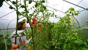 Best tips for growing brandywine tomato plants in your home vegetable garden. 4 Reasons Your Greenhouse Tomatoes Are Failing Hobby Farms