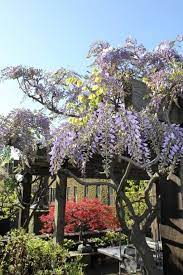 Interior Plants Services In New York City In 2020 Plants Interior Plants Perfect Plants