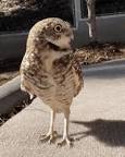 Image of Owl hooting GIF