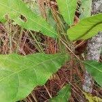 Image result for Anthocleista vogelii