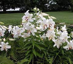 Lilium Casa Blanca White Flower Farm Flowers Lily Bulbs