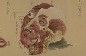 The Sick Rose Disease And The Art Of Medical Illustration Pdf 200 Year Old Anatomical Drawings From Japan The Kaibo Zonshinzu Anatomy Scrolls Painted In 1819 By Yasukazu Minaga Anatomy Art Medical Illustration Medical Art