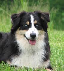Australian Shepherd Black And White Dog With Blue Eyes Australian Shepherd Black Tri Bet Blue Eyed Tri Blue Eyed Dog Australian Shepherd Colors Aussie Dogs