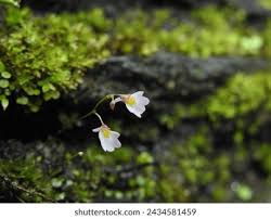 Image result for Utricularia striatula