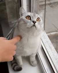 Cutest of all maids gif. Rajt Mozgalom Februar 2021