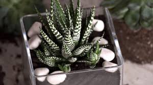 Cualquier duda déjenlo saber en los comentarios. 3 Formas De Hacer Un Terrario Wikihow