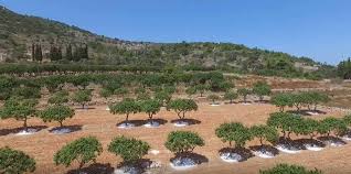 11 απρ 2014 | 08:30. Mastixodentro H Sxinos To Dentro Poy Paragei To Polytimotero Dakry Toy Kosmoy Binteo Aromalefkadas Enhmerwtikh Istoselida Ths Leykadas