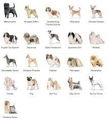 While some of the best toy dog breeds are a bit high maintenance, they aren't all that way. Pin On Infographics