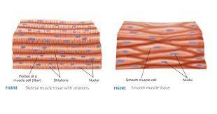Muscle Tissues Types Functions Characteristics Shape Structure