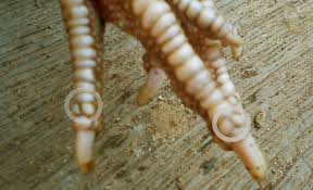 Ciri dari sisik kaki ayam bangkok naga temurun adalah,pada kaki ayam meiliki sisik yang berupa seperti duri salak dengan sisik yang timbul. Welcome To Flickr