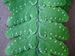 Image result for Triplophyllum