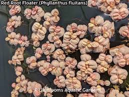 Image result for Phyllanthus loandensis