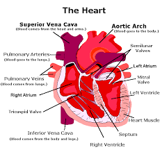 Lesson 8 The Circulatory System Circulatory System Body Systems Heart And Lungs