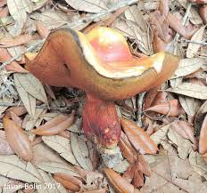 Image result for Mellera lobulata