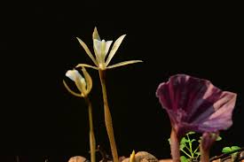 Image result for Nervilia