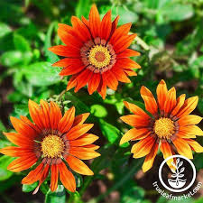 We are only providing the last harvested fresh seeds to make sure the high germniation rate. Gazania Flower Garden Seeds New Day Series Annual Flower Gardening