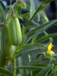 Image result for Crotalaria barkae