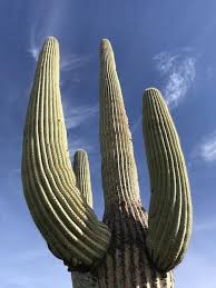 That saguaro cactus was probably well over 200 years old. Three Days In Saguaro National Park