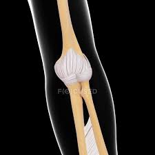The femur is the longest bone of the human body and along with the tibia it bears the weight of all our body. Human Arm Bones Anatomy Humerus Biology Stock Photo 160290004