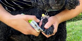The book sets itself apart from other dog books in that the treatment is aimed. Best Dog Nail Clippers And Grinders In 2021