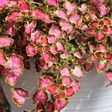 Image result for Coleus gracillimus