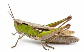 Affordable and search from millions of royalty free images, photos and drag image here. 7 Different Types Of Crickets