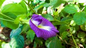 In india, it is revered as a holy flower, used in daily puja rituals. 13 Manfaat Bunga Telang Ungu Yang Jarang Diketahui Baik Untuk Kesehatan Dan Kecantikan Hot Liputan6 Com