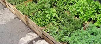 Raised beds are extremely popular with gardeners, and it isn't hard to see why. How To Create A Raised Bed Herb Garden With This Guide From Quickcrop