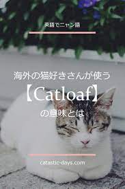 catloaf は猫の香箱座りの意味として使われる にゃん英語 catastic days 香箱 猫 猫 英語